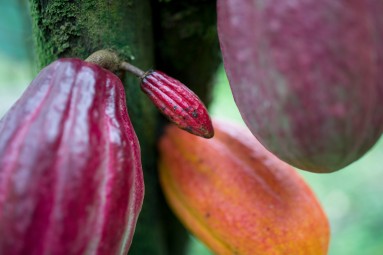 Eine Kakaobohne in Nahaufnahme.