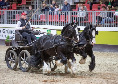A carriage team with two black horses in the show ring in the animal hall.