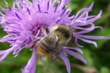 A bumblebee on a flower