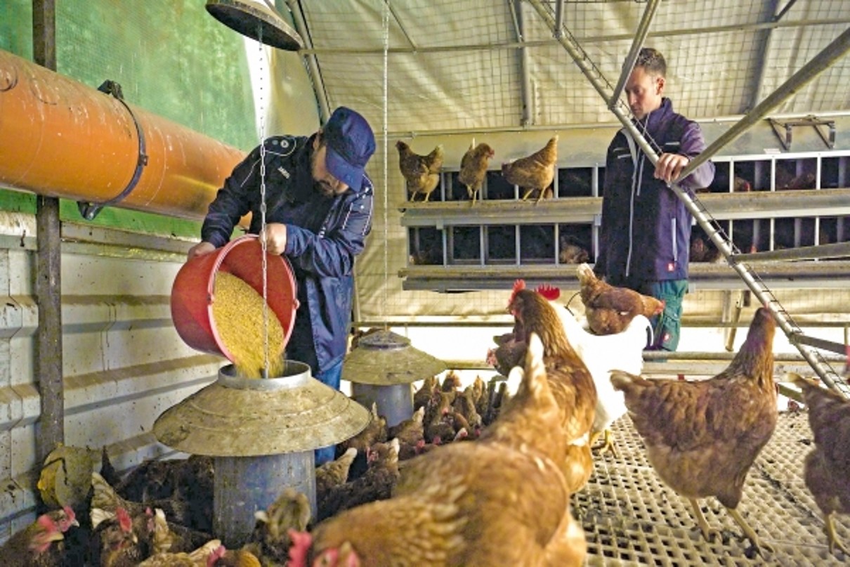 Ben Fehler (l.) refills chicken feed under the guidance of Timo Wald