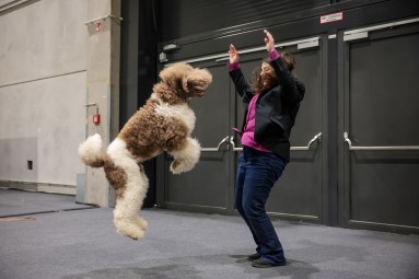 a trainer with a jumping dog