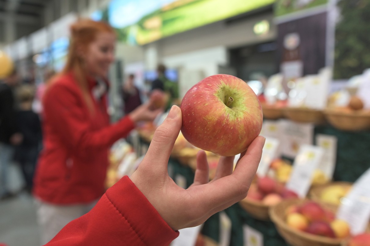 A hand holding an apple.