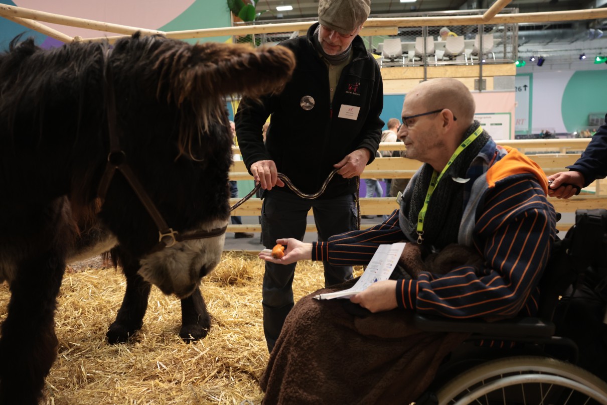 A man in a wheel chair and a donkey.
