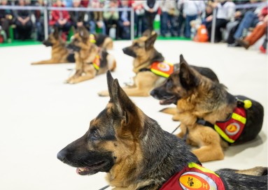 Five German Shepherds lie down waiting in the demonstration area in the 'World of pets'.